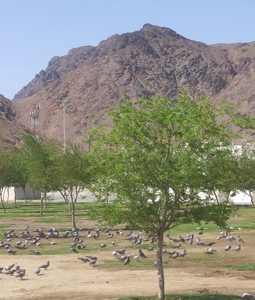 Uhud Mountain